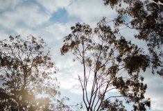Elouera_Cottage_Point